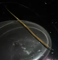 Northern Pipefish thumbnail 4