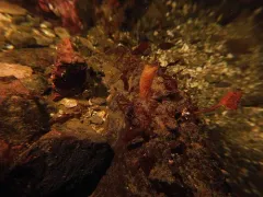 Styela gibbsii thumbnail 4