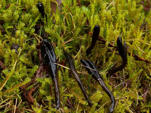 glutinous earthtongue