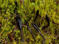 glutinous earthtongue thumbnail 1
