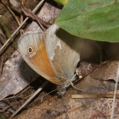 Common Ringlet