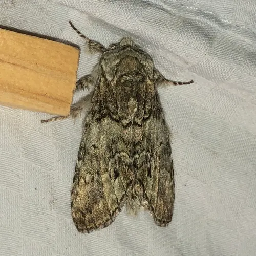 Mottled Prominent