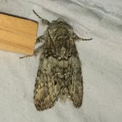 Mottled Prominent thumbnail 1
