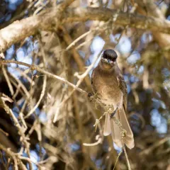 Canada Jay thumbnail 3