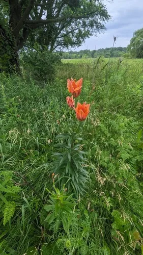 fire lily