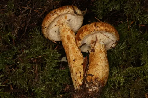Lactarius tuomikoskii