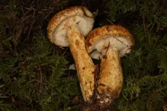 Lactarius tuomikoskii thumbnail 1
