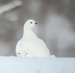 Willow Ptarmigan thumbnail 4