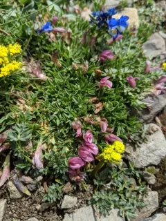 Dwarf Clover thumbnail 2