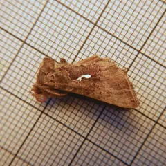 Common Looper Moth thumbnail 4