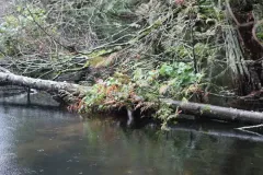 European royal fern thumbnail 4