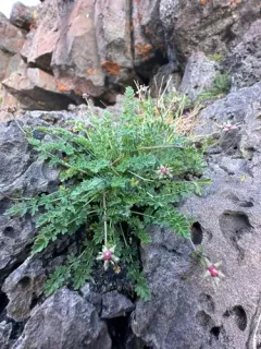 Bailey's Ivesia thumbnail 4