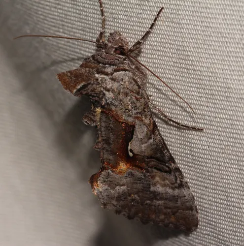 Epigaea Looper Moth