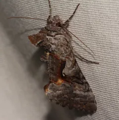Epigaea Looper Moth thumbnail 1
