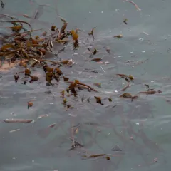 Giant Kelp thumbnail 3