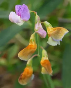 Nevada Sweet Pea thumbnail 3