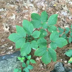 wild sarsaparilla thumbnail 5