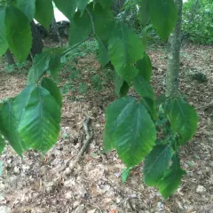 American beech thumbnail 3