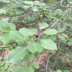 alder buckthorn thumbnail 4