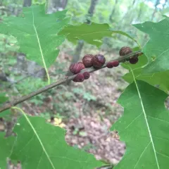 Banded Bullet Gall Wasp thumbnail 4