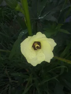 Okra thumbnail 4