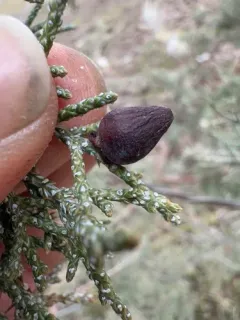 Juniper Urn Gall Midge thumbnail 4