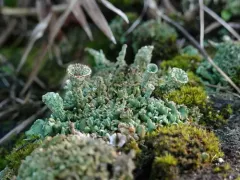 Smooth Pixie-cup Lichen thumbnail 2