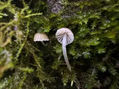Phloeomana alba thumbnail 3