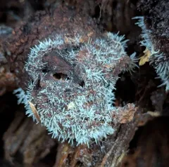 Tilachlidium brachiatum thumbnail 2