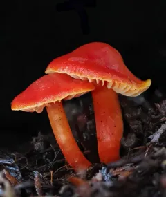 Hygrocybe marchii thumbnail 3