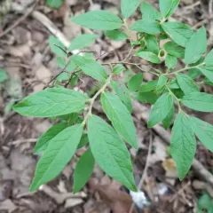 velvetleaf blueberry thumbnail 4