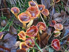 Coppery Waxcap thumbnail 3