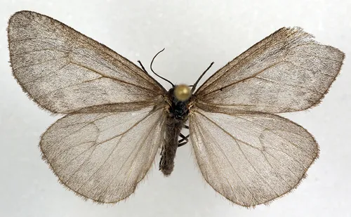 Alberta Tiger Moth
