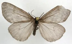 Alberta Tiger Moth thumbnail 1