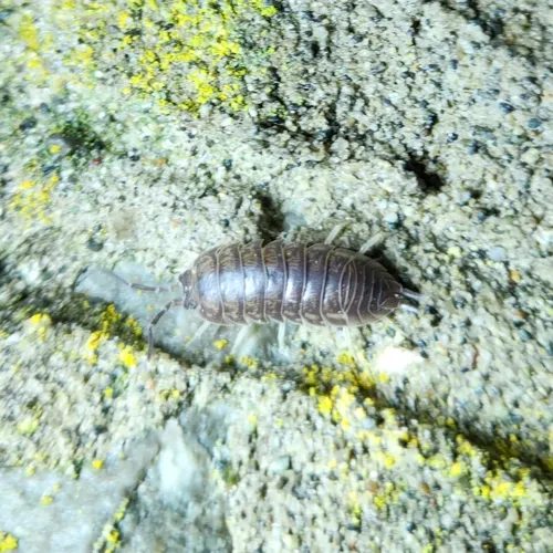 Curly Woodlouse