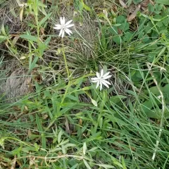 lesser stitchwort thumbnail 2