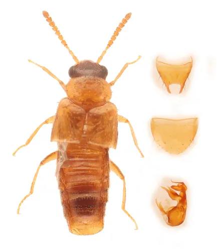 Gyrophaena affinis