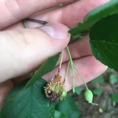 quince rust thumbnail 2