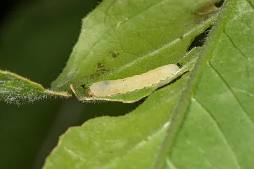 Waldheimia carbonaria