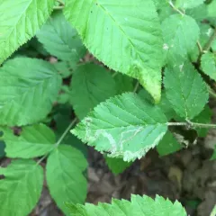Agromyza vockerothi thumbnail 3