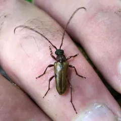 Two-spotted Long-horned Beetle thumbnail 2