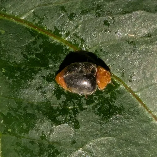 Mealybug Destroyer