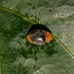 Mealybug Destroyer thumbnail 1