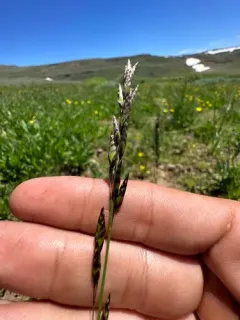purple onion grass thumbnail 3