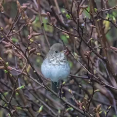 Bicknell's Thrush thumbnail 2