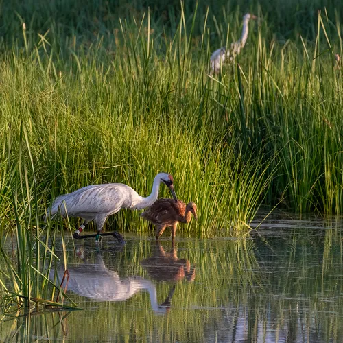 Whooping Crane