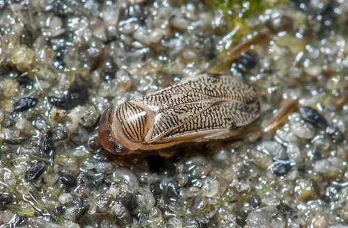 Trichocorixa verticalis