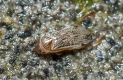Trichocorixa verticalis thumbnail 1