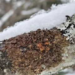 Northern Camouflage Lichen thumbnail 4