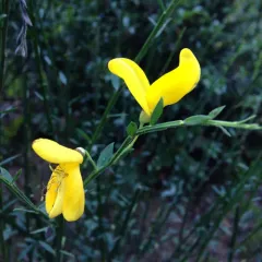 Scotch Broom thumbnail 3